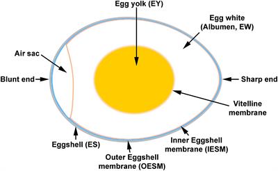 A Survey of Recent Patents in Engineering Technology for the Screening, Separation and Processing of Eggshell